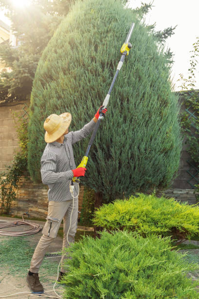 Best Tree Cabling and Bracing  in Grand Terrace, CA